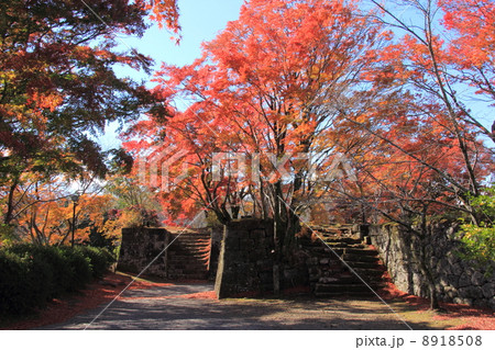 岡城址の紅葉 岡城址の紅葉 8918508