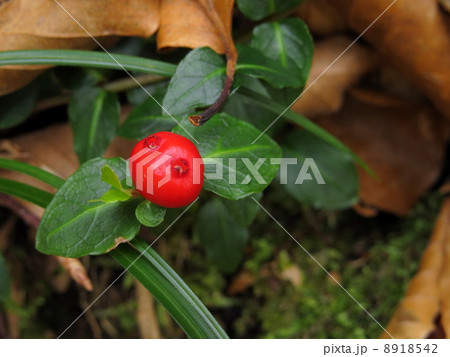 アカモノの実 8918542