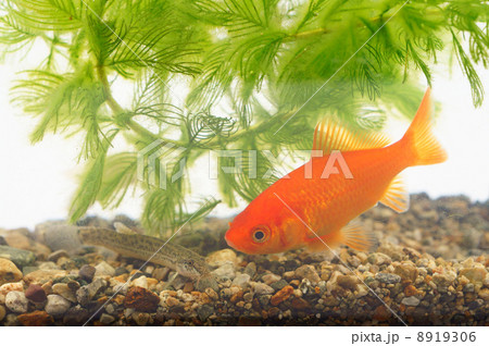 金魚とドジョウ・同居 金魚とドジョウ・同居 8919306