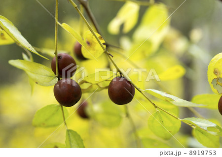 ナツメの実 ナツメの実 8919753