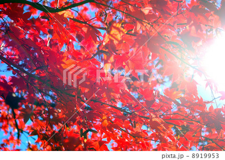 真っ赤なモミジの紅葉 8919953