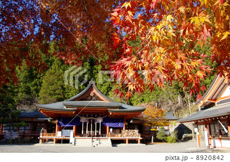 金櫻神社の紅葉(山梨県甲府市) 金櫻神社の紅葉(山梨県甲府市) 8920842