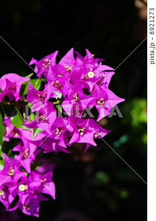 ブーゲンビリア 8921273