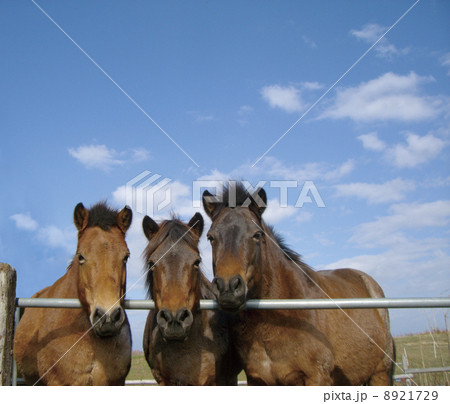 どさんこ 8921729