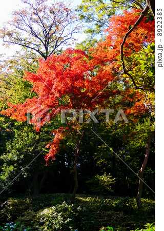 六義園 六義園 8922385