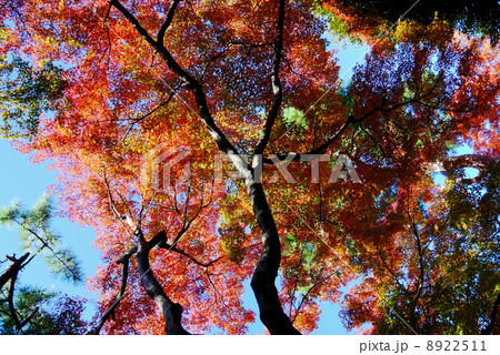 殿ヶ谷戸庭園 8922511