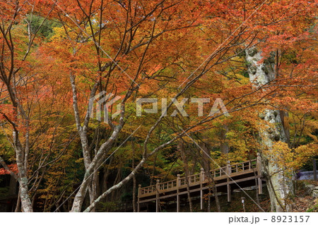 神護寺の参道より 神護寺の参道より 8923157