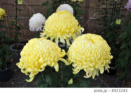 亀戸天神　菊花展　　　 8923283