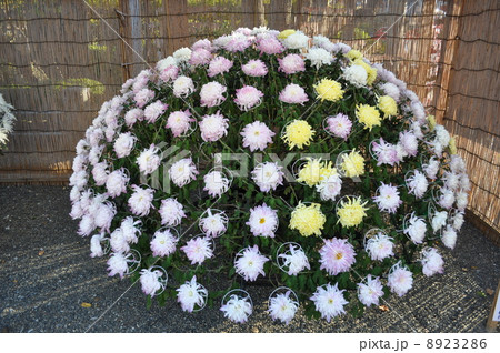 亀戸天神 菊花展 亀戸天神 菊花展 8923286