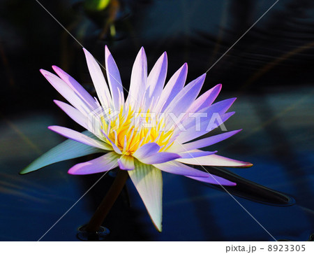 睡蓮の花ヒラリー フォン タミー スー 8923305