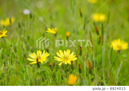 黄色い花の咲く春の野原の写真素材