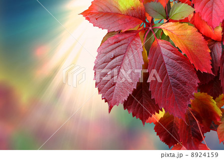 autumn leaves autumn leaves 8924159