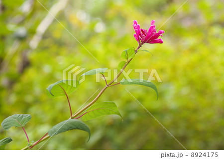 サルビアの花 8924175