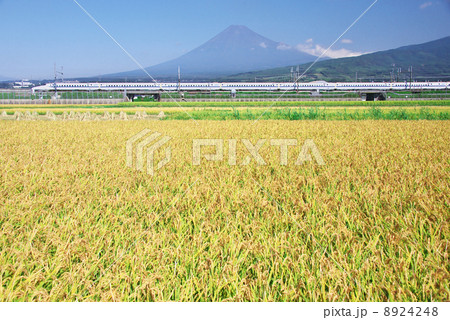 富士山と新幹線と秋の田んぼ 8924248