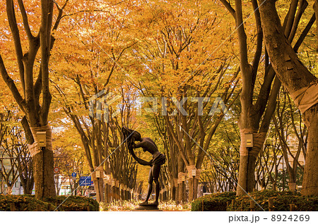 秋の定禅寺通りのケヤキ並木 秋の定禅寺通りのケヤキ並木 8924269
