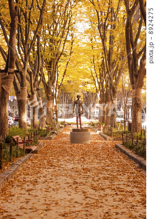 秋の定禅寺通りのケヤキ並木 8924275