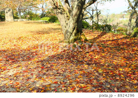 色づく木々 落葉 色づく木々 落葉 8924296