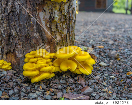 たもぎ茸 8924578