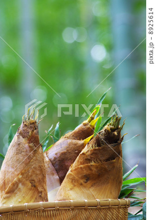 春のタケノコ 8925614