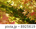 紅葉 8925619