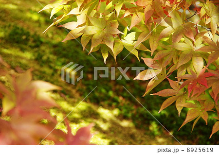 紅葉 8925619