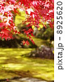 紅葉 8925620
