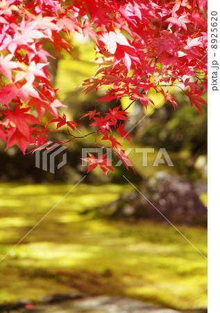 紅葉 紅葉 8925620