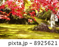 紅葉 8925621