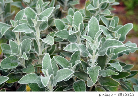 エルサレムセージ　 8925815