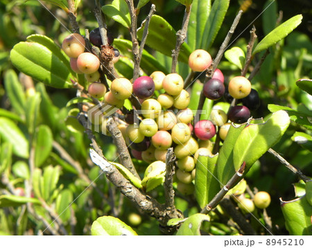 色々な色の有るハマヒサカキの実 8945210