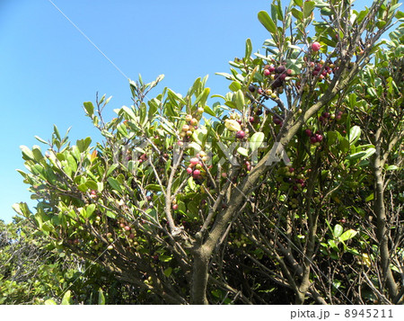 色々な色の有るハマヒサカキの実 8945211