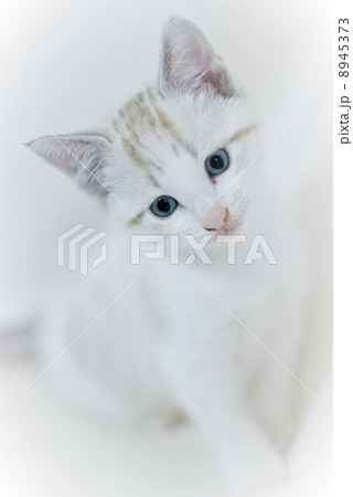 Cat 8945373