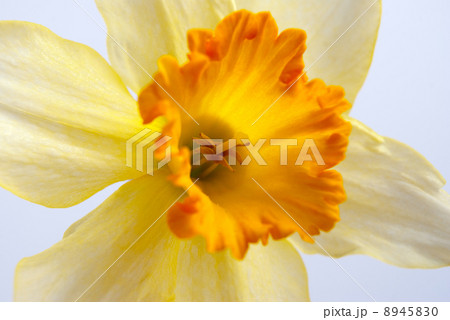 Hyacinth flower Hyacinth flower 8945830