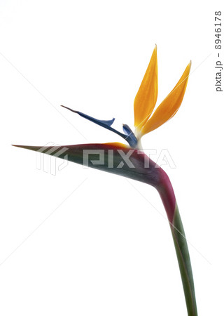 Bird of paradise flower (Strelitzia reginae) isolated on white b Bird of paradise flower (Strelitzia reginae) isolated on white b 8946178