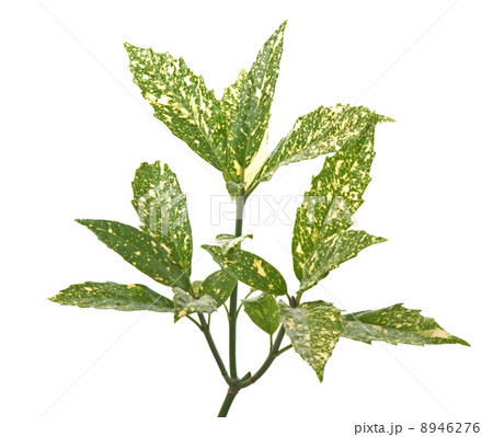 Branch of green leafs 8946276