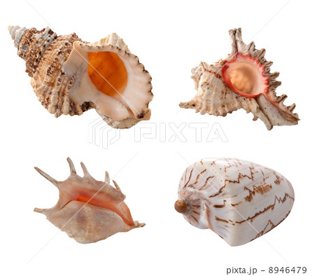 Sea shells 8946479