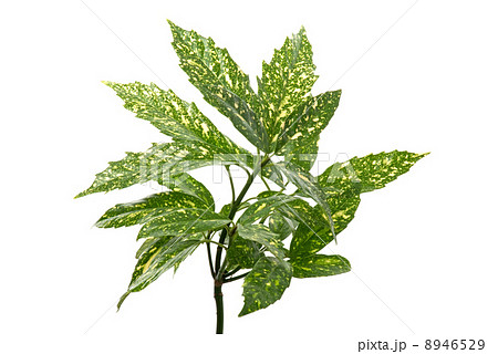 Branch of green leafs Branch of green leafs 8946529
