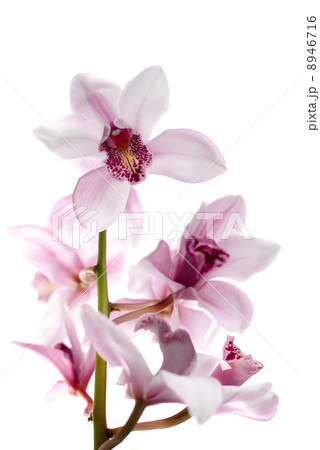 White and pink orchids 8946716