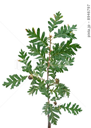 Cork tree brach with green leaves and acorns Cork tree brach with green leaves and acorns 8946797