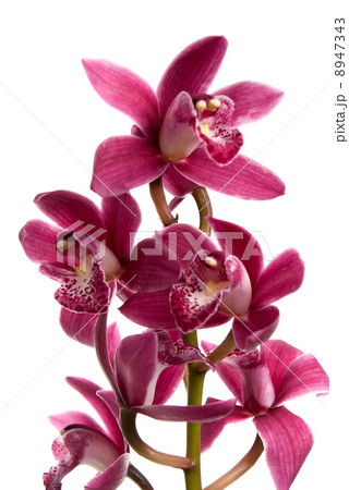 Pink orchid 8947343