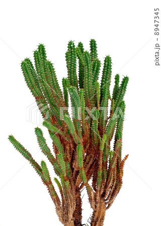 Cactus 8947345