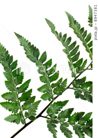 Fern leaf 8947381