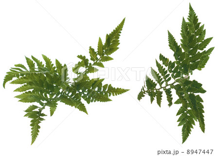 Fern leafs 8947447