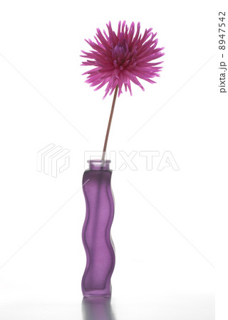 Single purple dalia flower 8947542