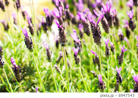 Heather Calluna vulgaris bush Heather Calluna vulgaris bush 8947543
