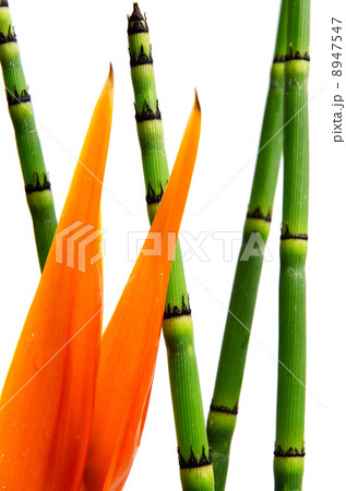 Close up of Strelitzia Reginae and reed 8947547