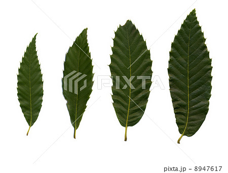 Four green leaves of chestnut 8947617