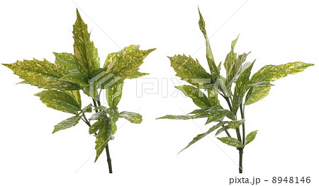 Branch of green leafs 8948146