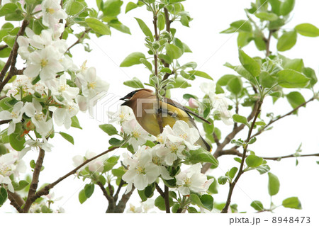 Yellow cedar waxwing in tree 8948473
