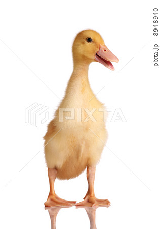 One young yellow duckling One young yellow duckling 8948940